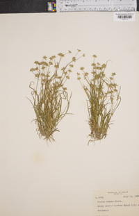 Juncus repens image