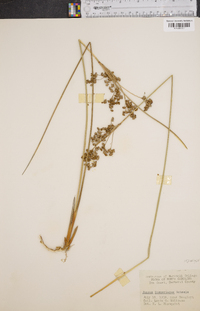 Juncus roemerianus image