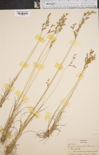 Juncus secundus image