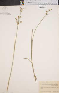 Juncus subcaudatus image