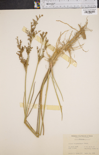 Juncus trigonocarpus image