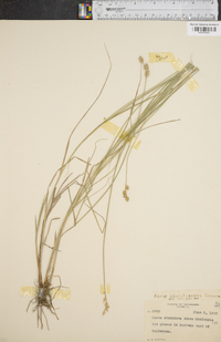 Carex straminea image