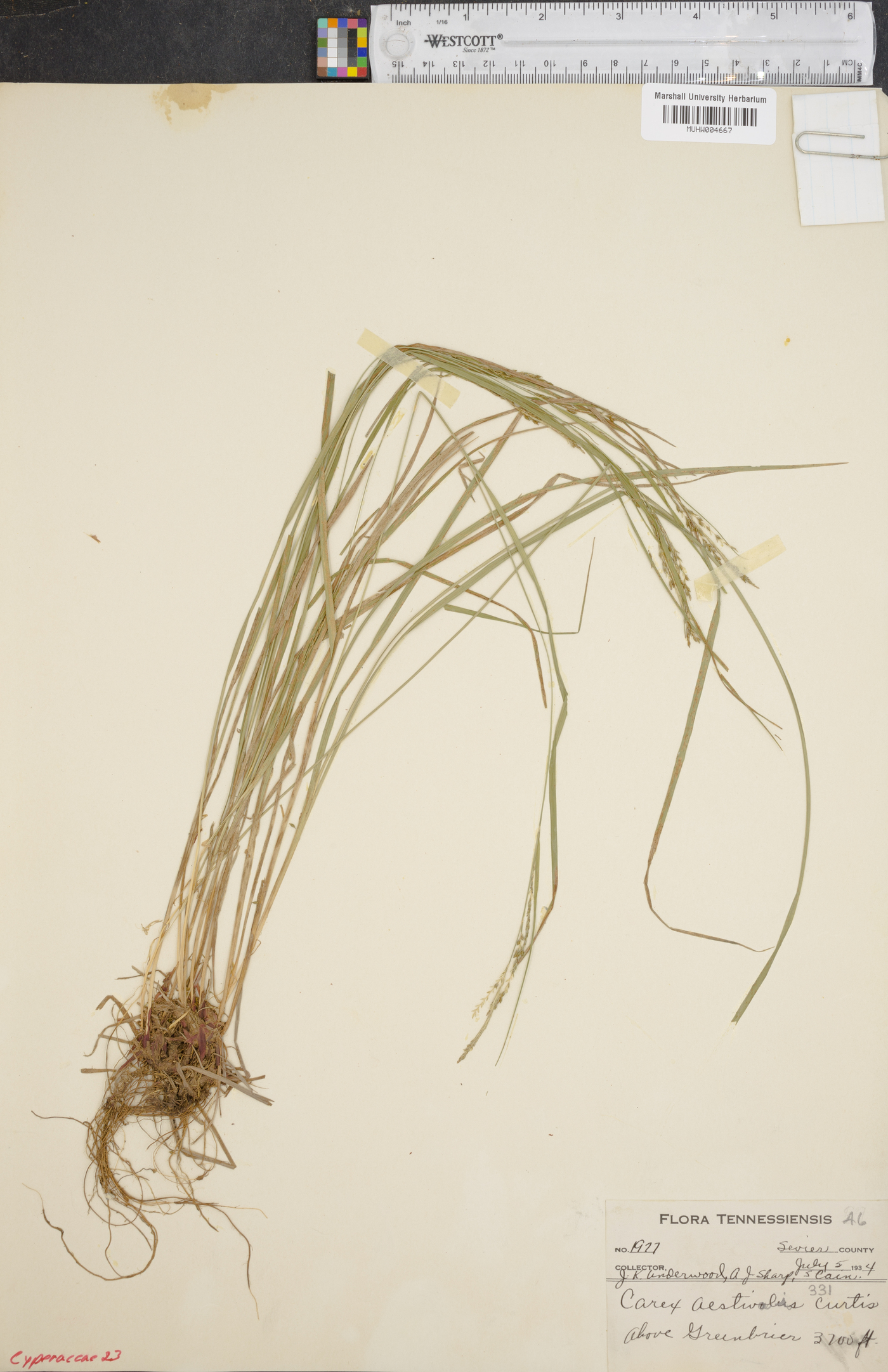 Carex aestivalis image