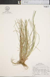 Carex aestivalis image