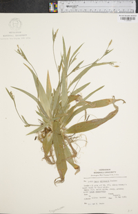 Carex albursina image