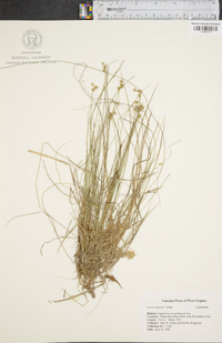 Carex angustior image