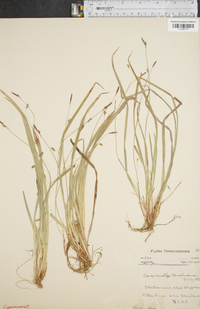 Carex austrocaroliniana image