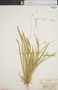 Carex austrocaroliniana image