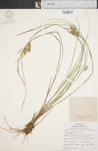 Carex baileyi image