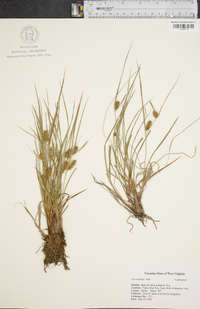 Carex baileyi image