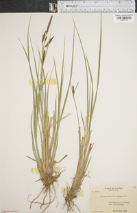 Carex barrattii image