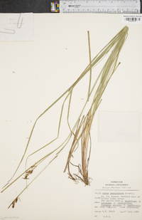 Carex caroliniana image