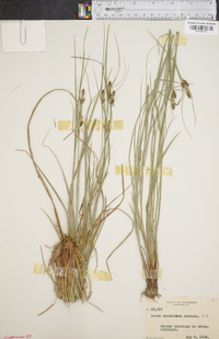 Carex caroliniana image