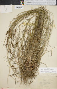 Carex caroliniana image