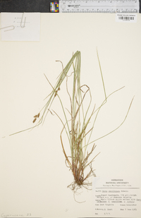 Carex caroliniana image