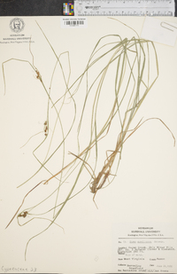 Carex caroliniana image