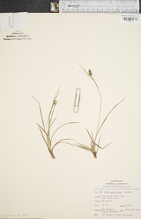 Carex caroliniana image