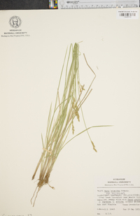 Carex bromoides image