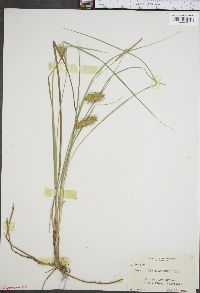 Carex bullata image