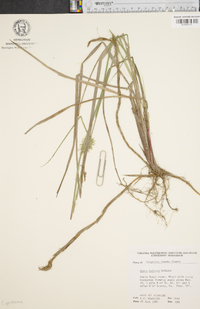 Carex bullata image