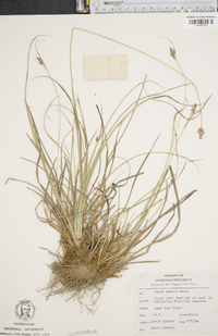 Carex bushii image