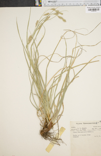 Carex cherokeensis image