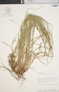 Carex complanata image