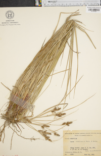 Carex complanata image