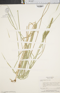 Carex conjuncta image