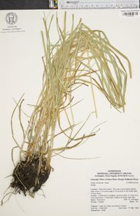 Carex conjuncta image