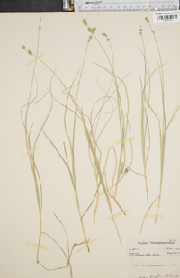 Carex convoluta image