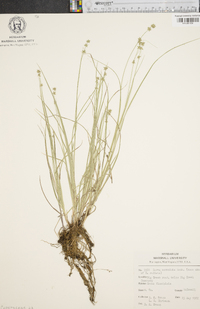 Carex convoluta image