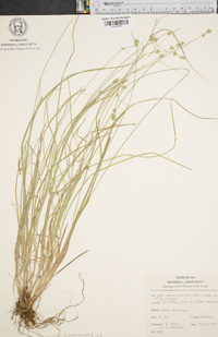 Carex convoluta image