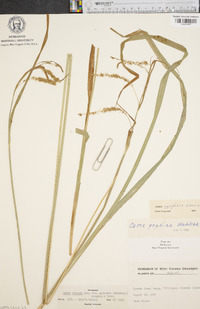 Carex crinita var. gynandra image
