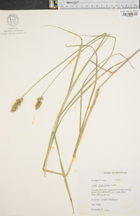 Carex cristatella image