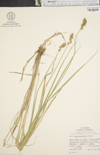 Carex cristatella image