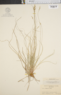 Carex emmonsii image