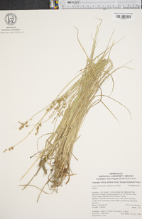 Carex festucacea image