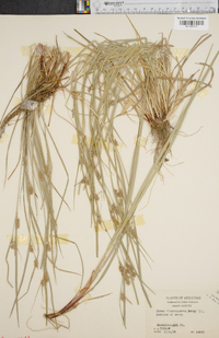 Carex flaccosperma image