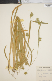 Carex folliculata image