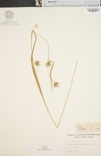 Carex folliculata image