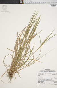 Carex folliculata image