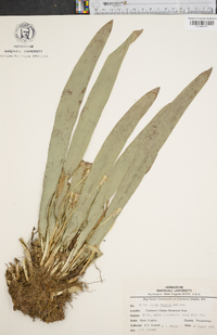 Carex fraseriana image