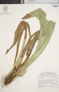 Carex fraseriana image