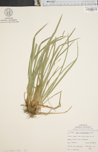 Carex gracilescens image