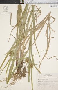 Carex grayi image