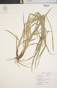 Carex grayi image