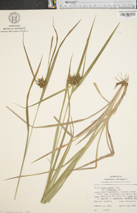 Carex grayi image