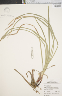 Carex grayi image