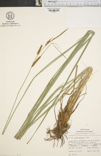 Carex haydenii image